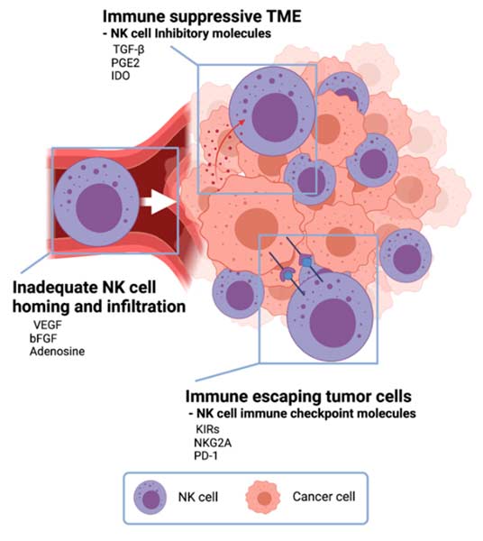 NK cells interacting with glioblastoma tumor cells in the brain microenvironment